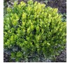 Самшит Вечнозеленый (Buxus sempervirens) P9